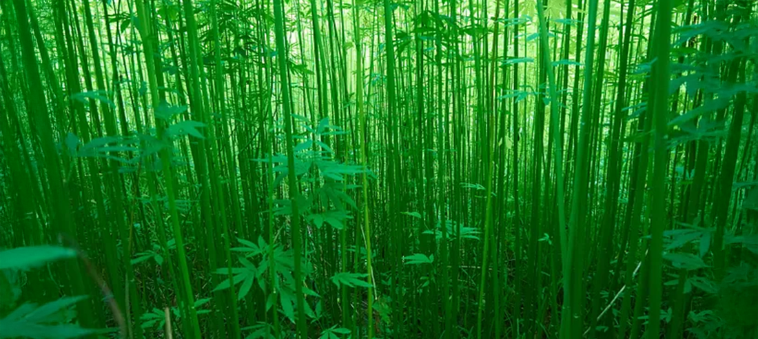 The History of Hemp and Its Legal Status in India